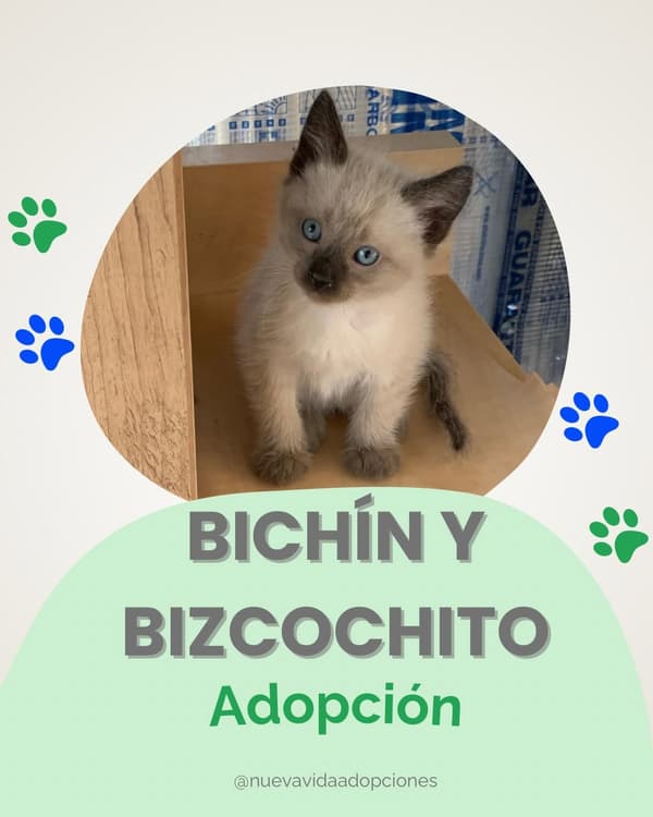 BICHIN, BIZCOCHITO