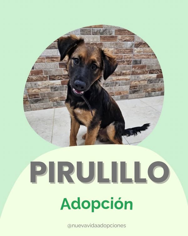 PIRULILLO