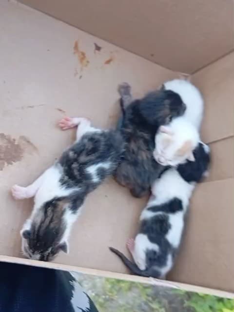 3 animalitos
