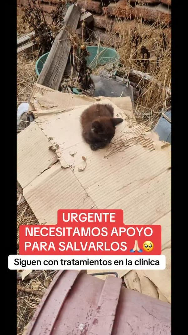 5 animalitos