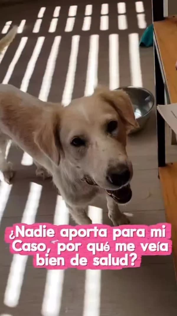 Miel