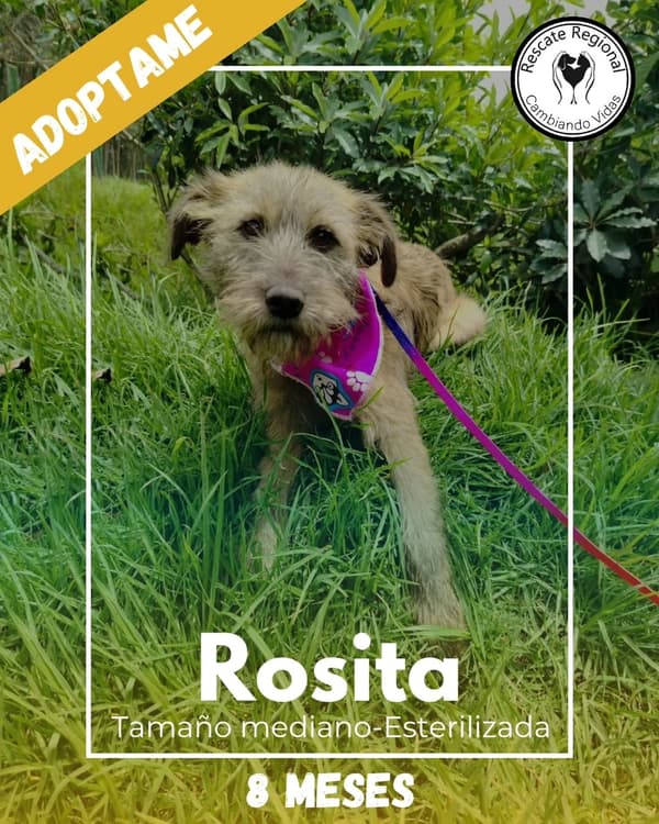 Rosita