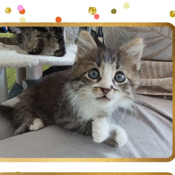 Leonardo