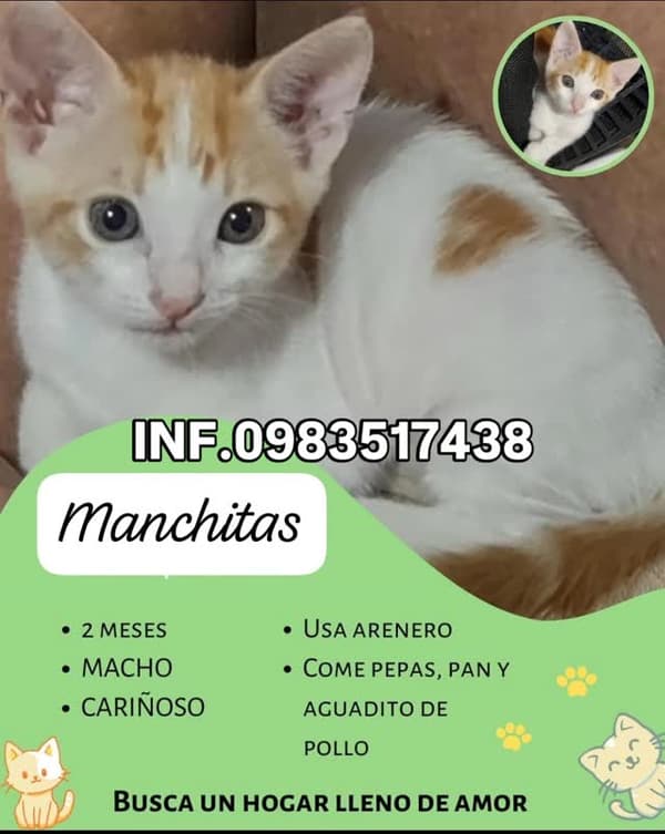 Manchitas