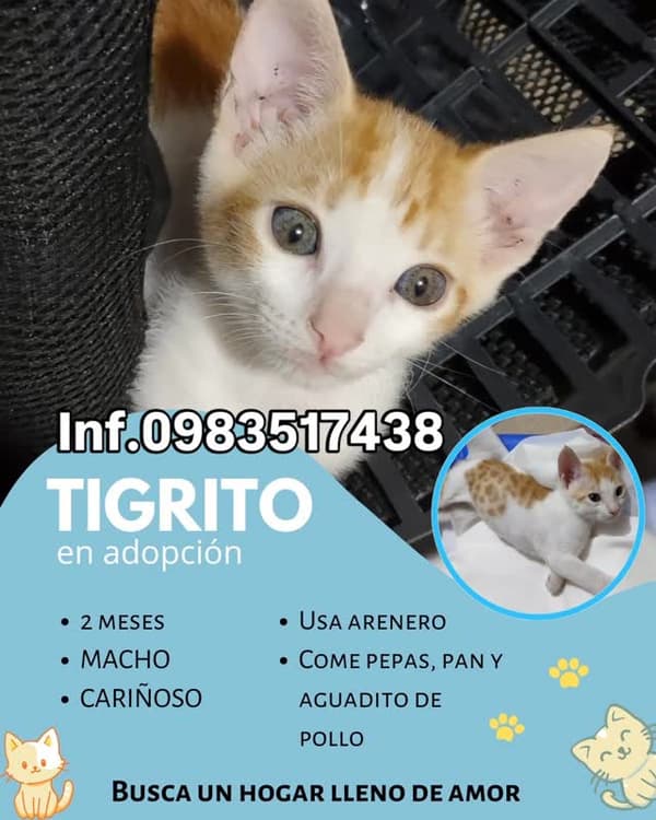 Tigrito