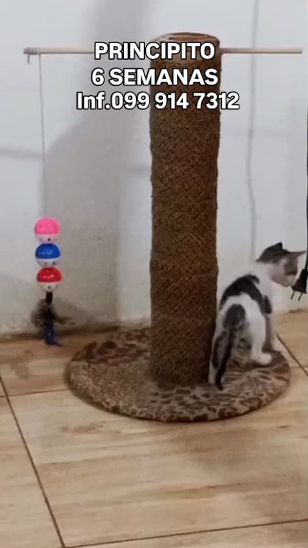Principito