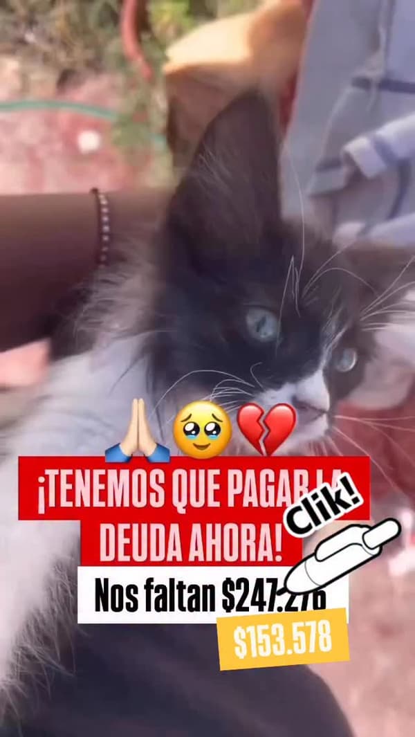 Panterita