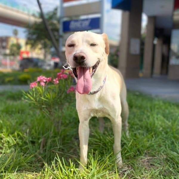 Ramón