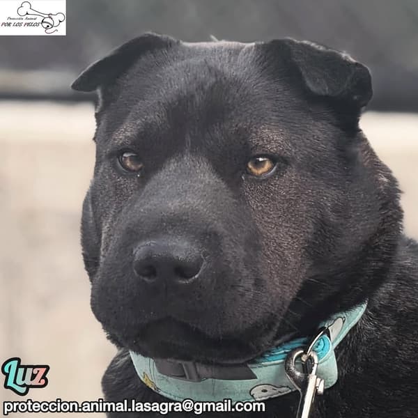 Luz