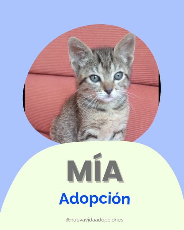 MIA