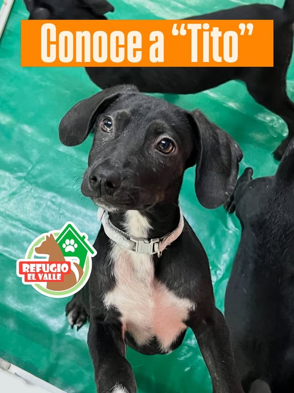 Tito