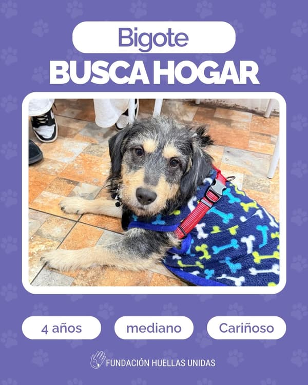 Bigote