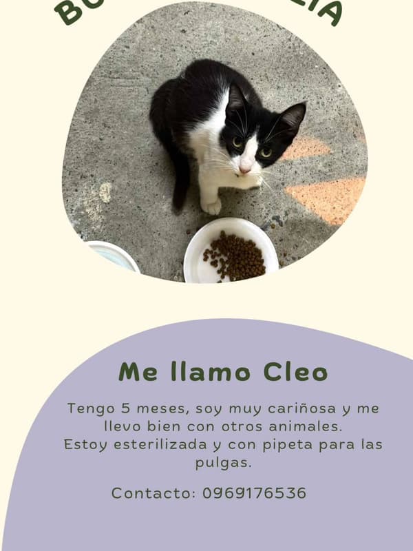 Cloe