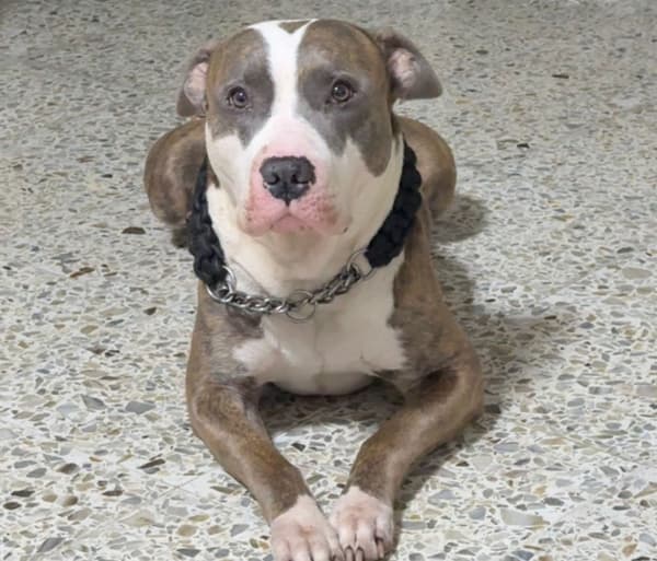 bruno