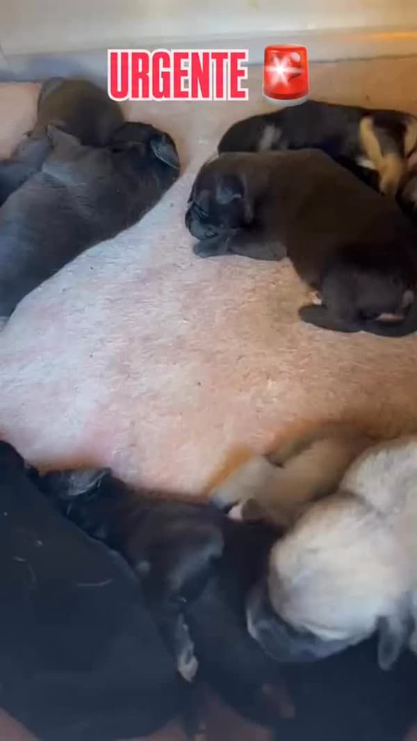 12 animalitos