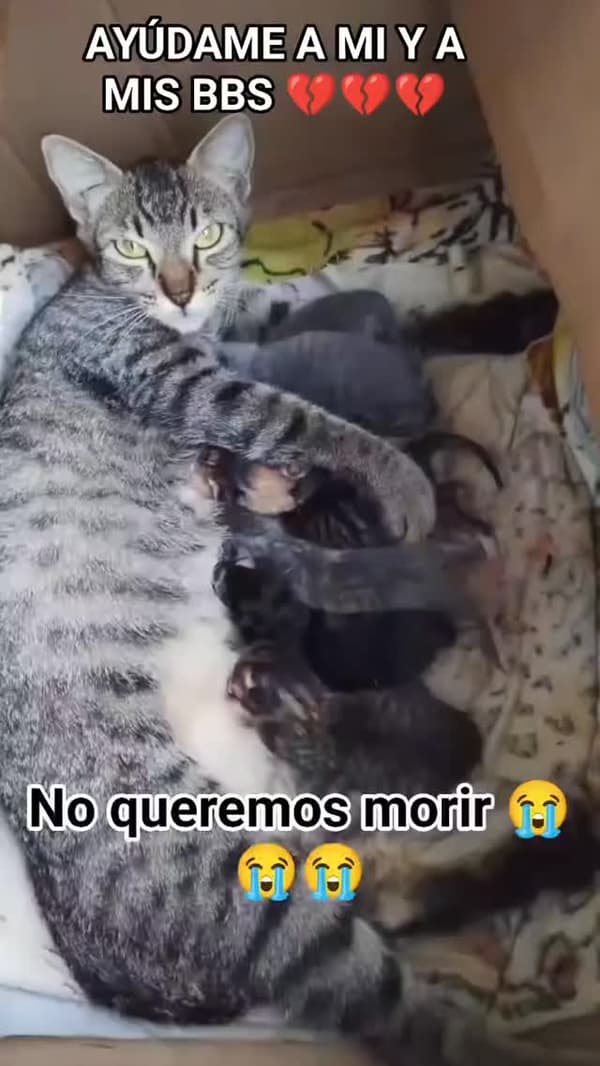 4 animalitos