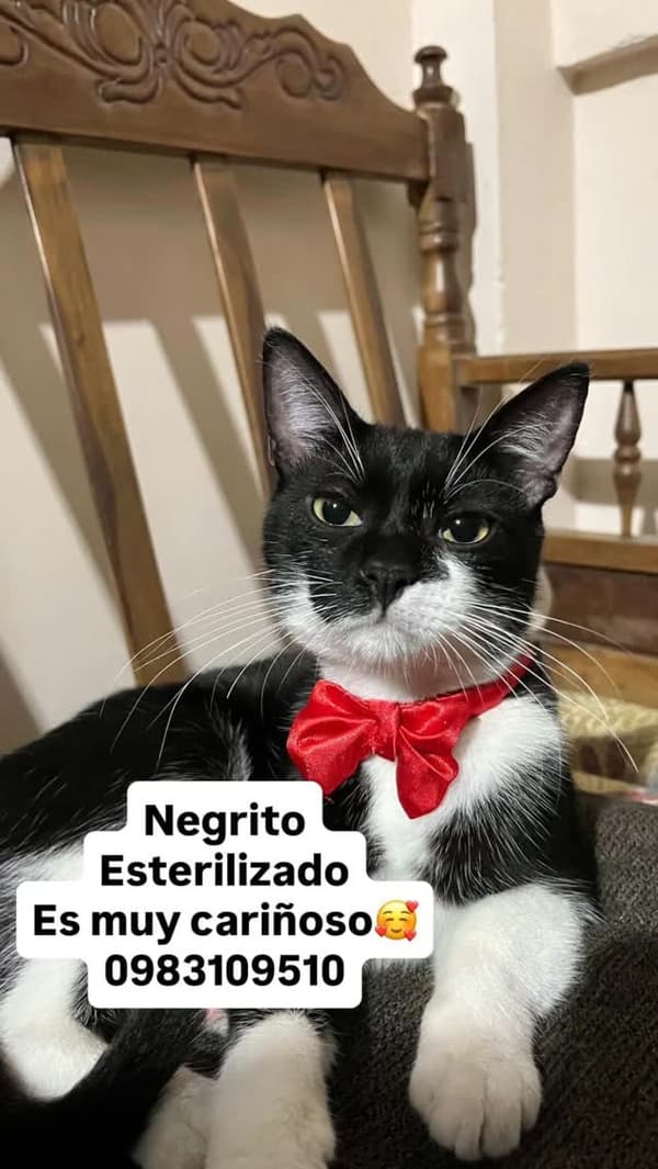 Negrito