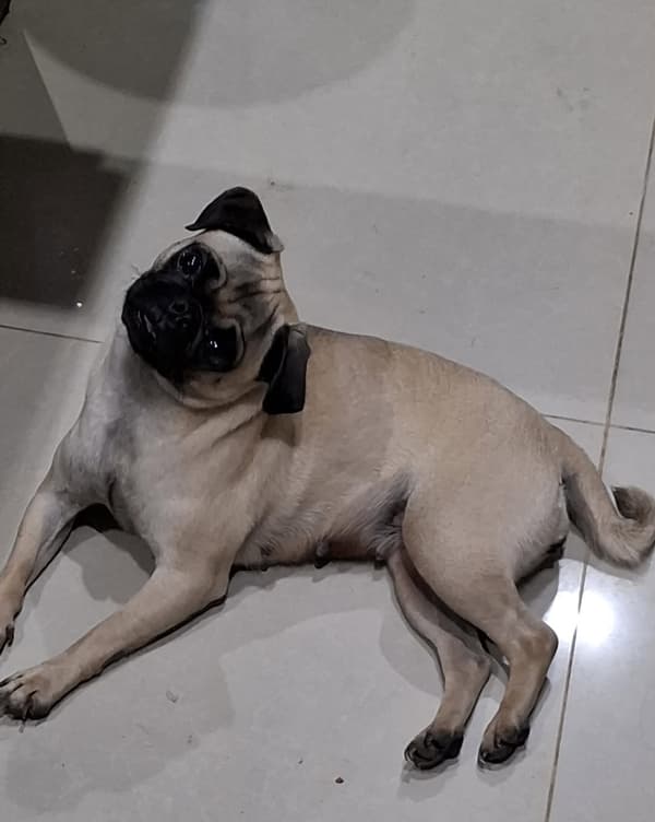 Lila