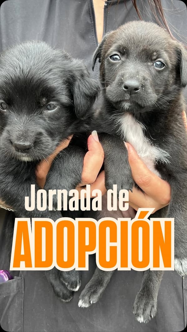 2 animalitos