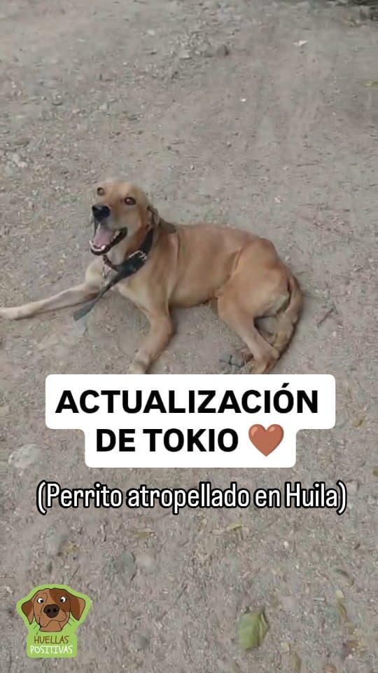 Tokio