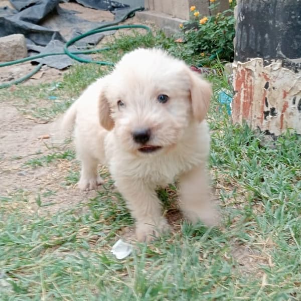 Precho, Chaparrito