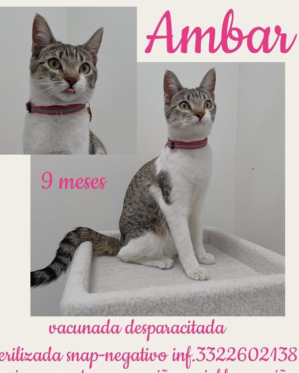 Ambar