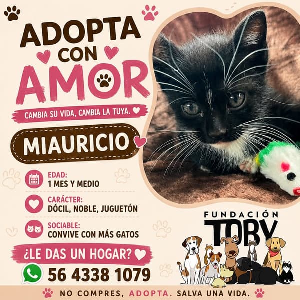Miauricio