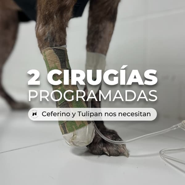 Ceferino, Tulipán