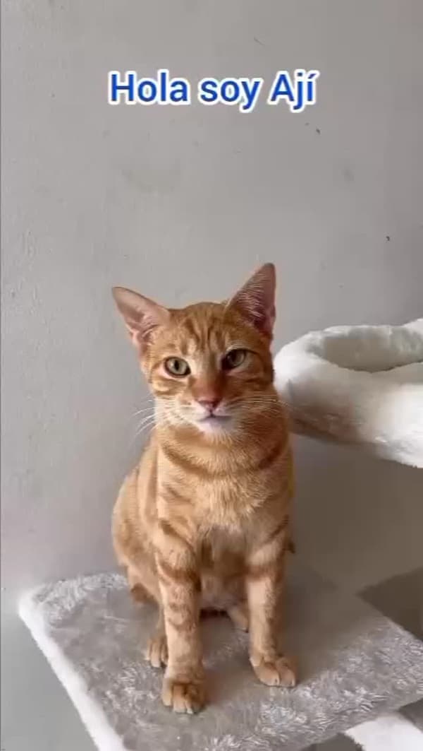 Ají
