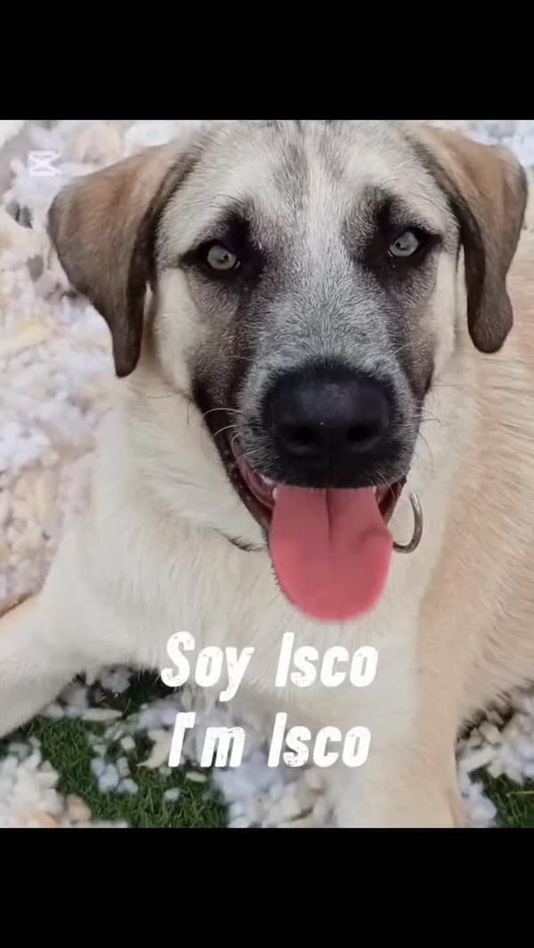 Isco
