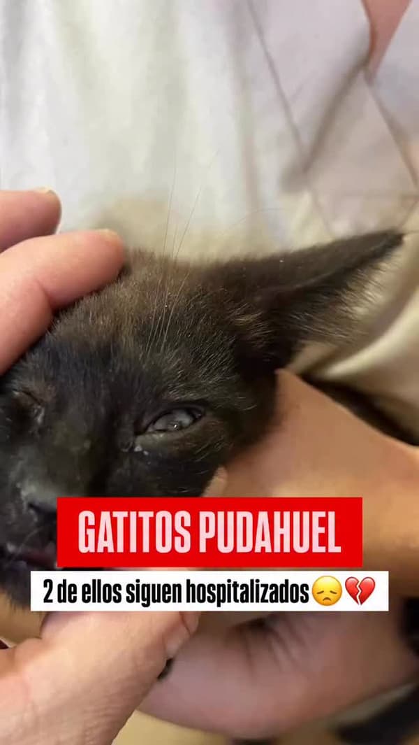 5 animalitos