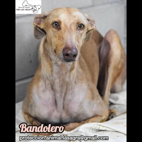 Bandolero
