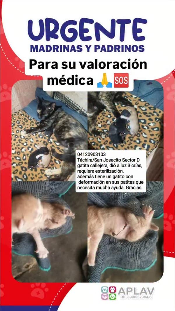 4 animalitos