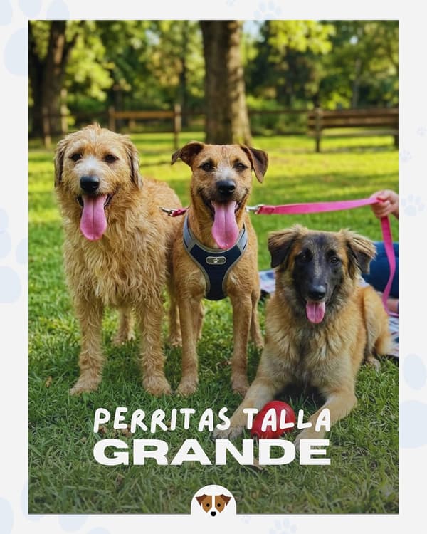 3 animalitos