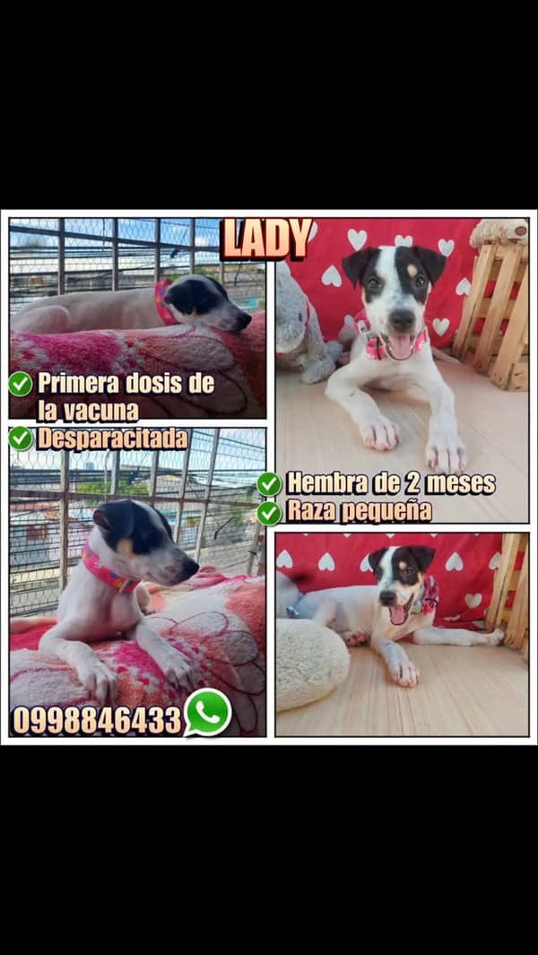 Lady