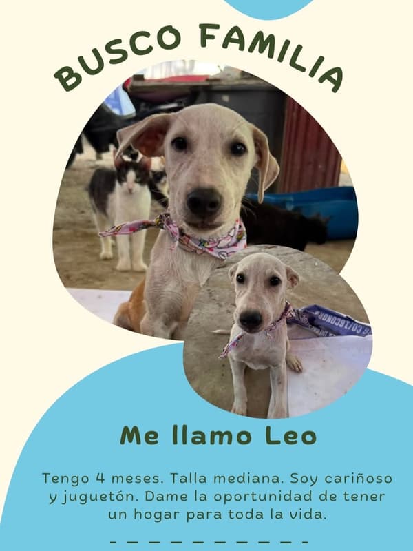 Leo