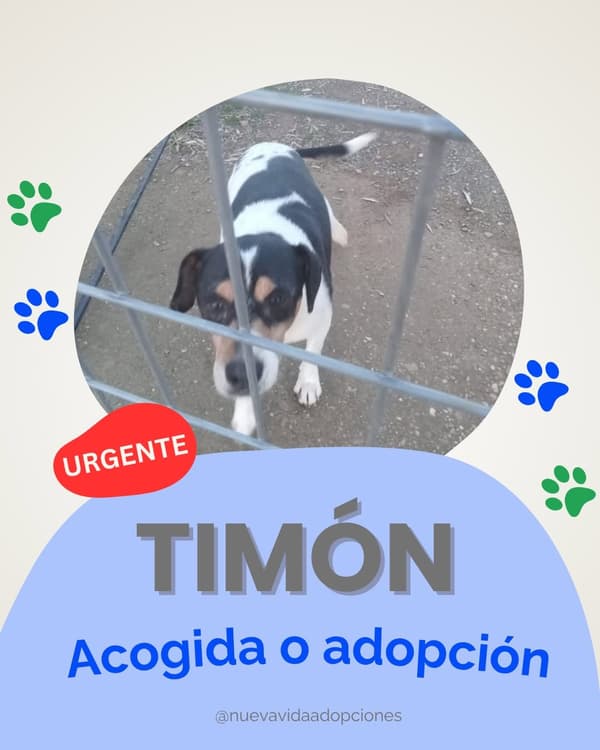 Timon