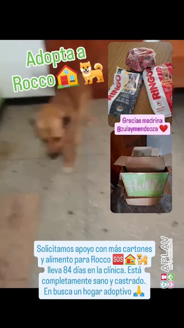 Rocco