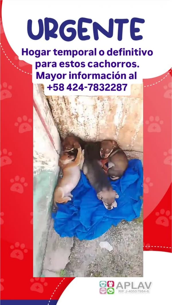 4 animalitos