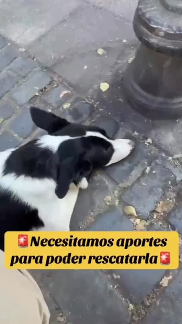 Vaqui