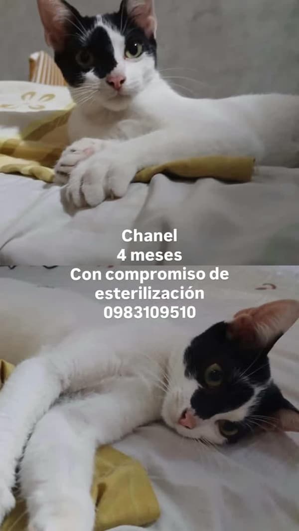 Chanel