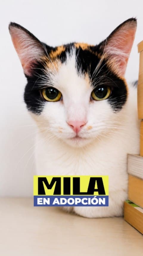 Mila