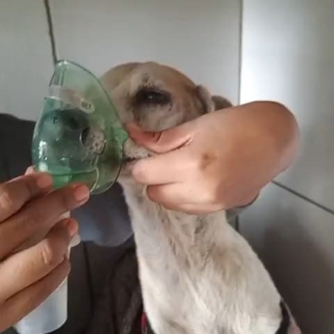 Bombón