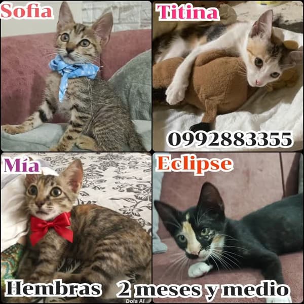 Sofía, Titina, Mía +1