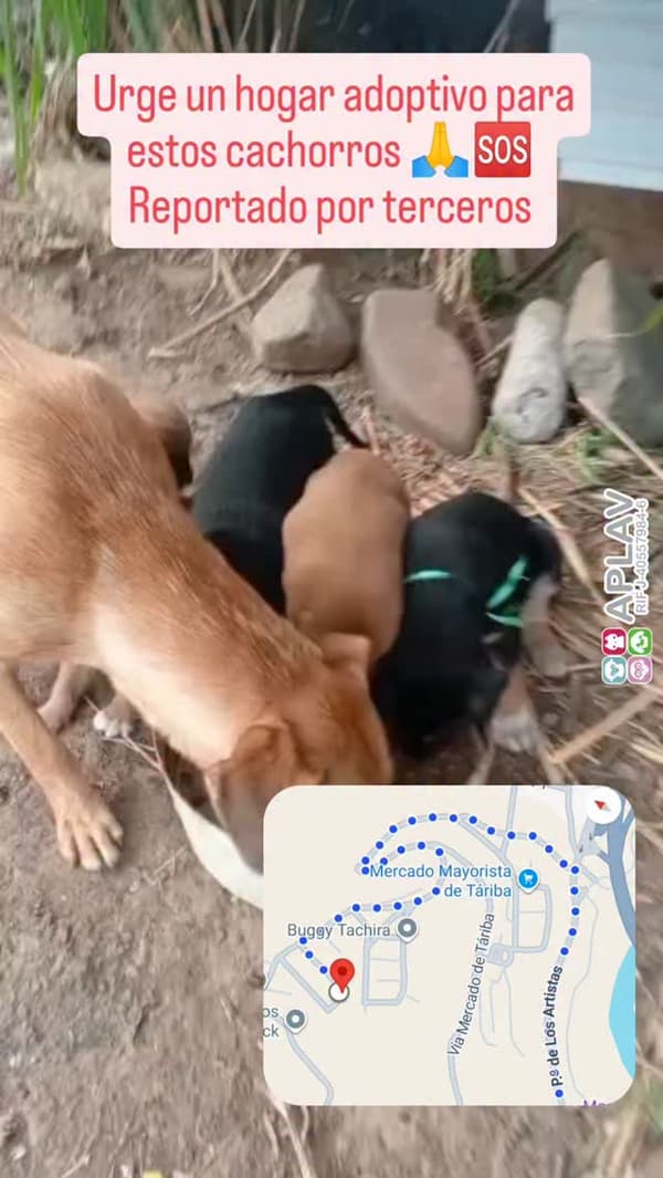2 animalitos