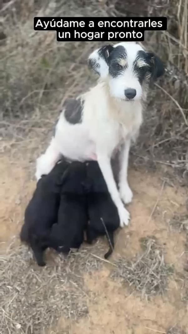 5 animalitos