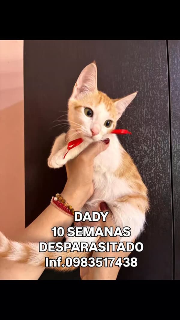 Dady