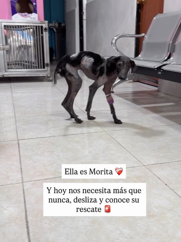 Morita