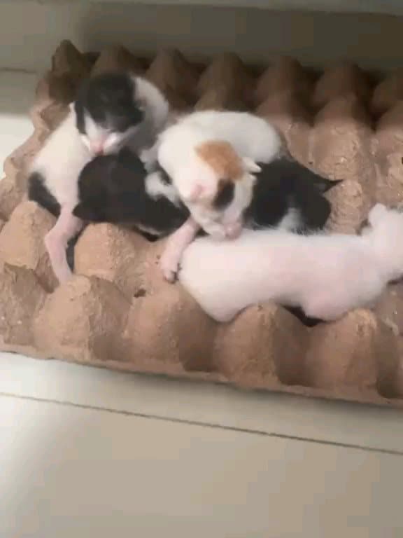 4 animalitos