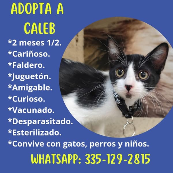 Caleb